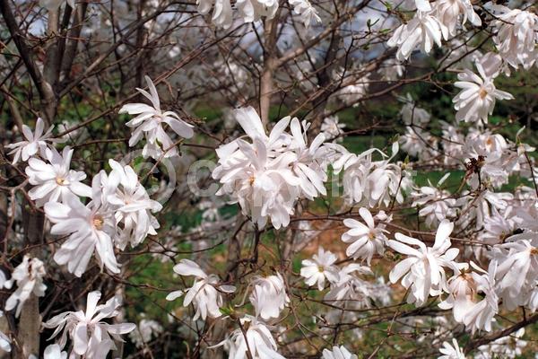 White blooms; Deciduous; Broadleaf