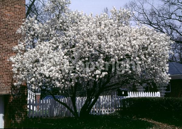 White blooms; Deciduous; Broadleaf