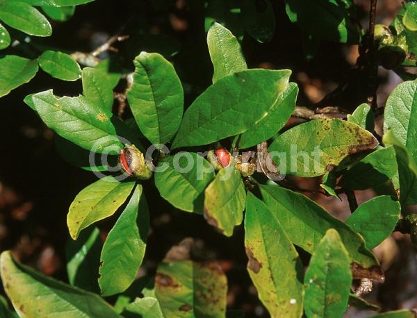 White blooms; Deciduous; Broadleaf