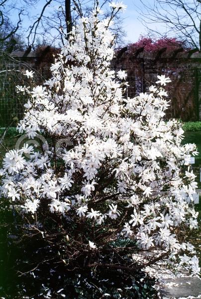 White blooms; Deciduous; Broadleaf