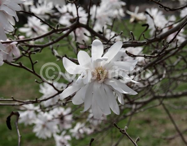 White blooms; Pink blooms; Deciduous; Broadleaf