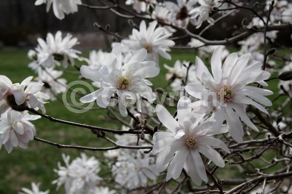 White blooms; Pink blooms; Deciduous; Broadleaf
