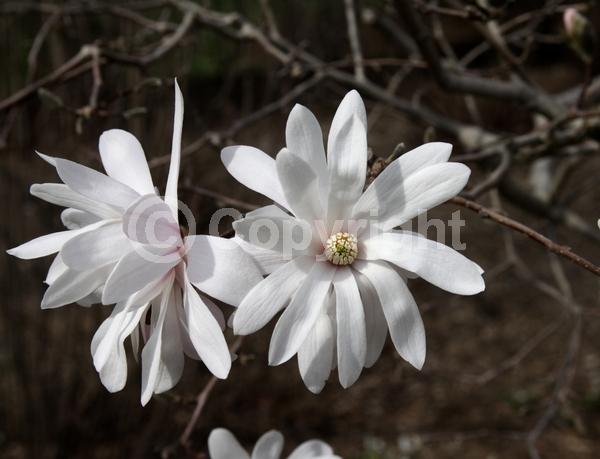 White blooms; Pink blooms; Deciduous; Broadleaf