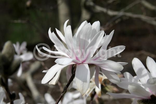 White blooms; Pink blooms; Deciduous; Broadleaf
