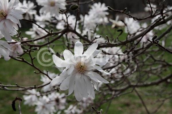White blooms; Pink blooms; Deciduous; Broadleaf