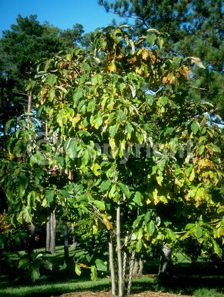 Yellow blooms; Deciduous; Broadleaf; North American Native