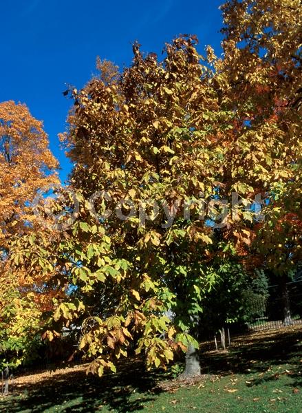 Yellow blooms; Deciduous; Broadleaf; North American Native