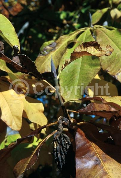 Yellow blooms; Deciduous; Broadleaf; North American Native