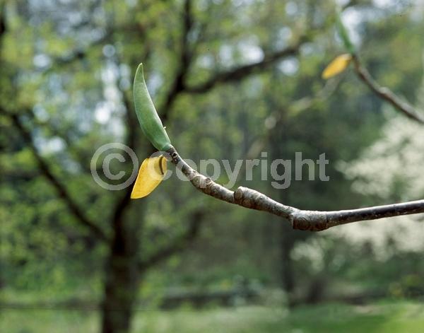 Yellow blooms; Deciduous; Broadleaf; North American Native