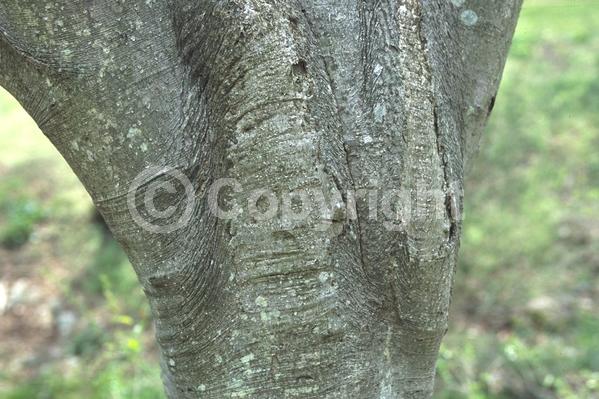 Yellow blooms; Deciduous; Broadleaf; North American Native