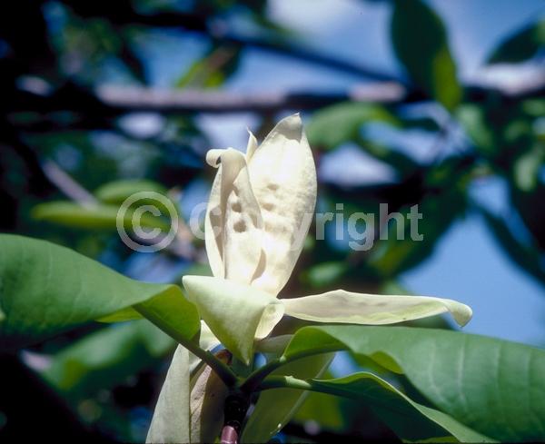 Yellow blooms; Deciduous; Broadleaf; North American Native