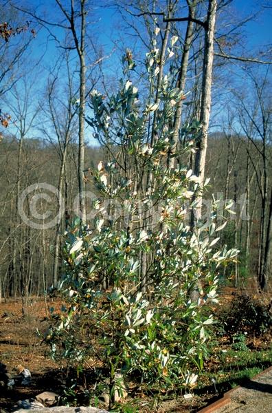 White blooms; Evergreen; Broadleaf