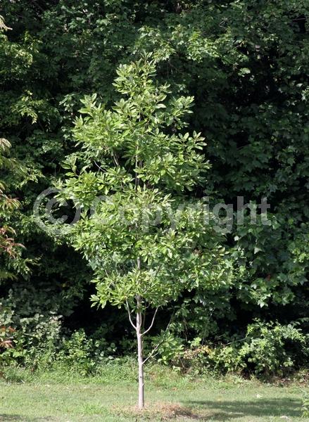 White blooms; Evergreen; Semi-evergreen; North American Native