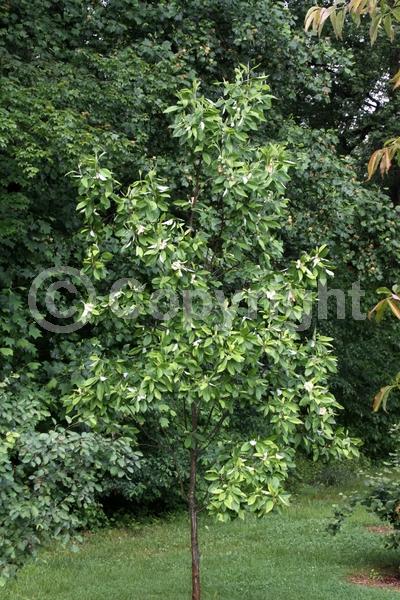 White blooms; Evergreen; Semi-evergreen; North American Native