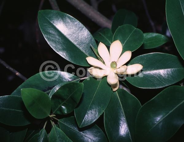 White blooms; Evergreen; Semi-evergreen