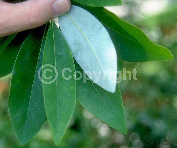 White blooms; Evergreen; Semi-evergreen; North American Native