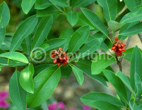 White blooms; Evergreen; Semi-evergreen; North American Native