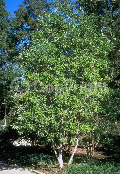 White blooms; Evergreen; Semi-evergreen; North American Native