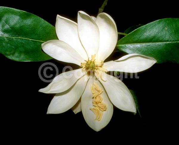White blooms; Evergreen; Semi-evergreen; North American Native