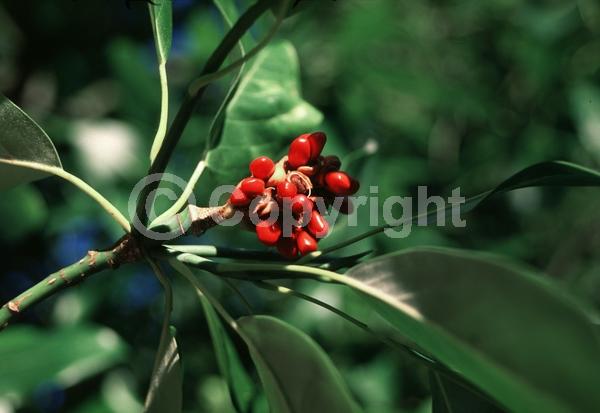 White blooms; Evergreen; Semi-evergreen; North American Native