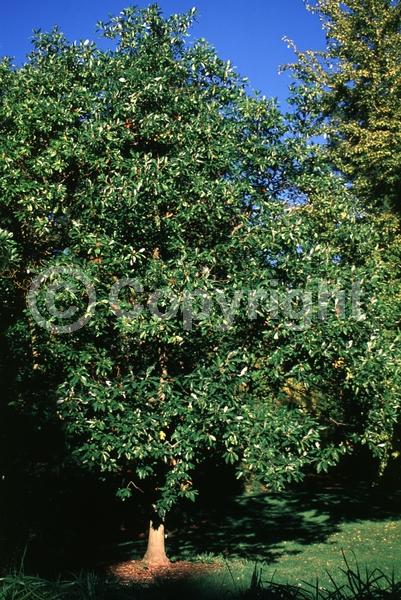 White blooms; Evergreen; Semi-evergreen; North American Native