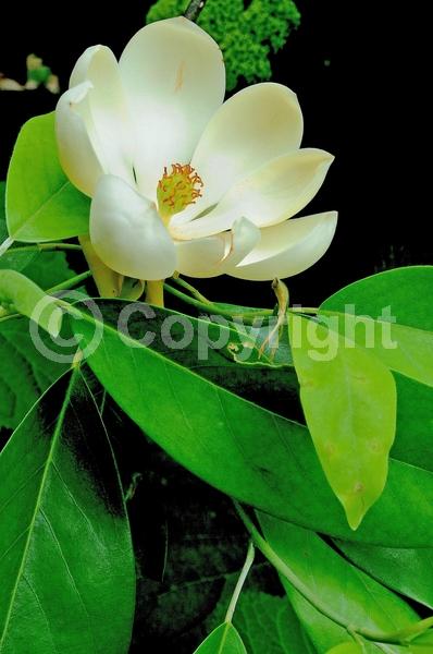 White blooms; Evergreen; Semi-evergreen; North American Native