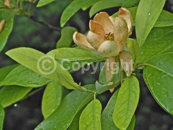 White blooms; Evergreen; Semi-evergreen; North American Native