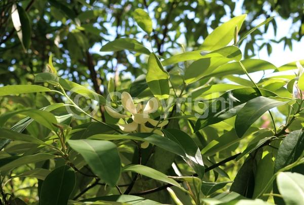 White blooms; Evergreen; North American Native