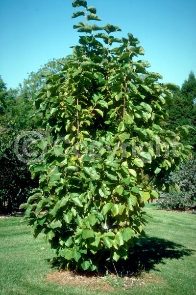 Yellow blooms; Deciduous; Broadleaf