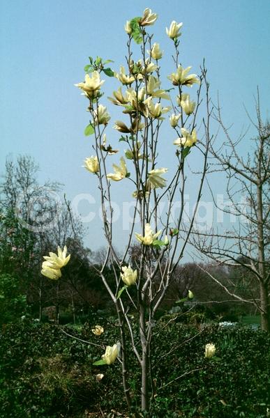 Yellow blooms; Deciduous; Broadleaf