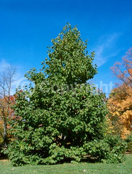 Yellow blooms; Deciduous; Broadleaf