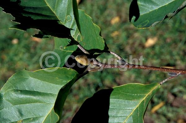 Yellow blooms; Deciduous; Broadleaf