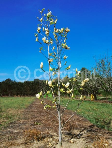 Yellow blooms; Deciduous; Broadleaf