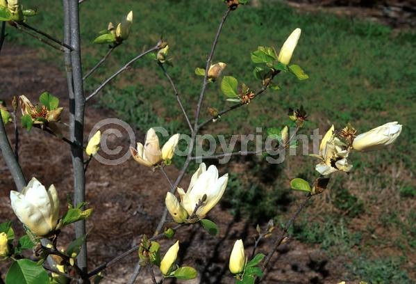 Yellow blooms; Deciduous; Broadleaf