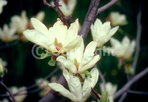 Yellow blooms; Deciduous; Broadleaf