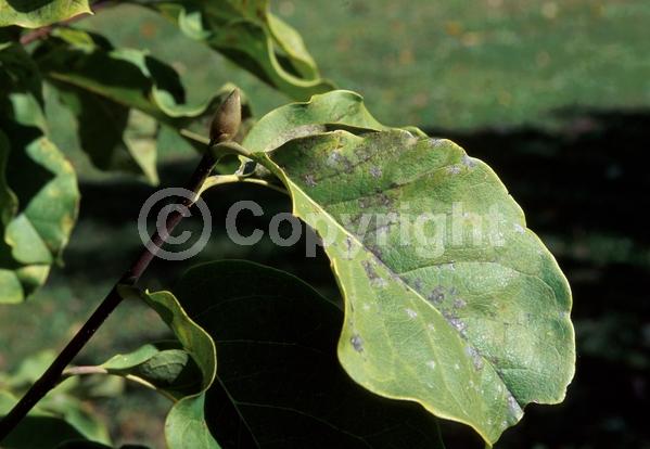 Pink blooms; Deciduous; Broadleaf