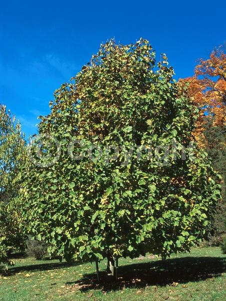 Pink blooms; Deciduous; Broadleaf