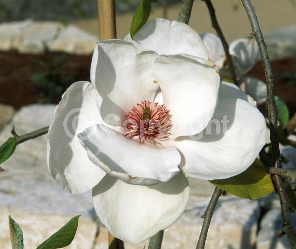 White blooms; Pink blooms; Deciduous