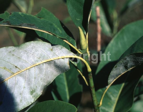 White blooms; Deciduous; Broadleaf