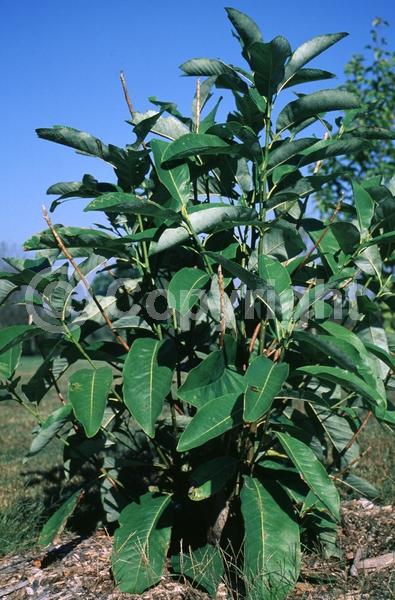 White blooms; Deciduous; Broadleaf