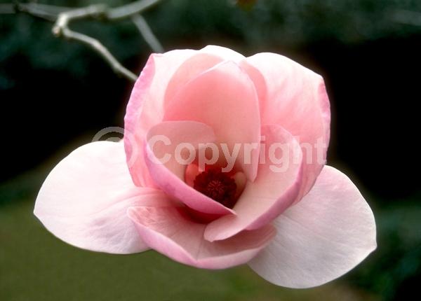 Pink blooms; Deciduous; Broadleaf