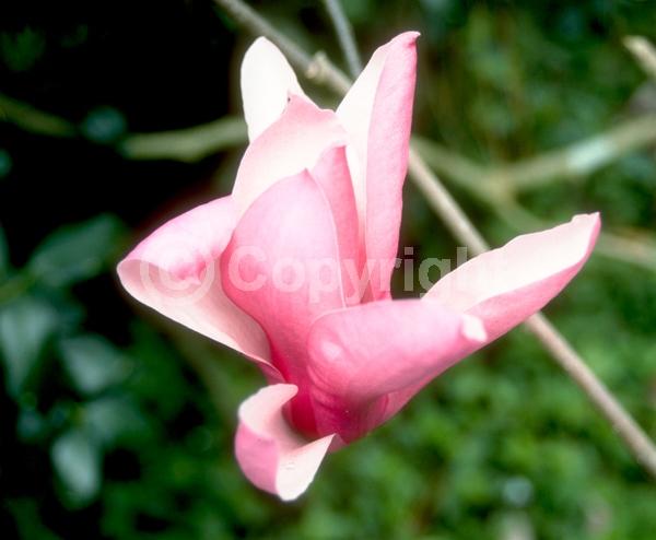 Red blooms; Pink blooms; Deciduous; Broadleaf
