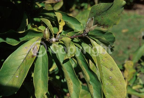Pink blooms; Deciduous; Broadleaf