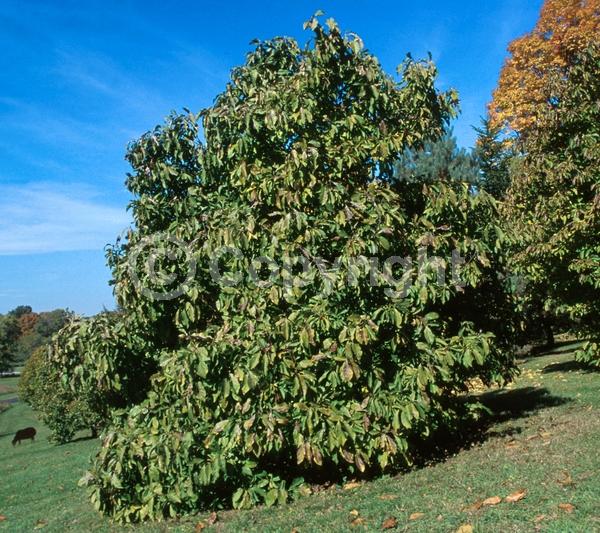Pink blooms; Deciduous; Broadleaf