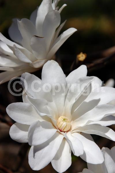 White blooms; Pink blooms; Deciduous; Broadleaf