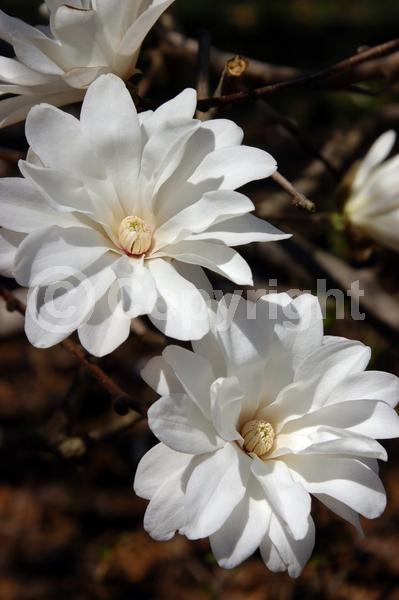 White blooms; Pink blooms; Deciduous; Broadleaf