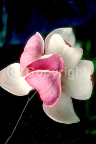 White blooms; Pink blooms; Deciduous; Broadleaf