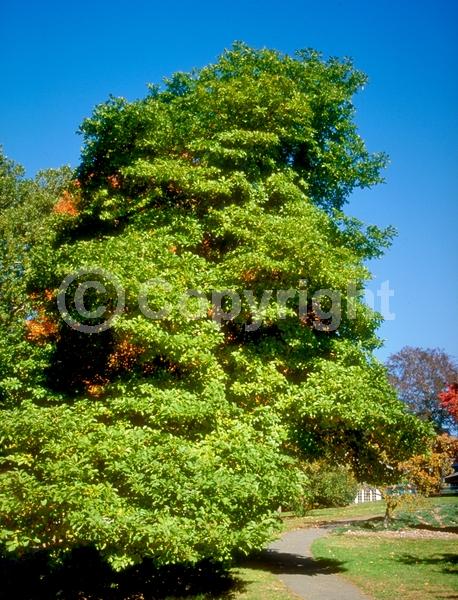 White blooms; Deciduous; Broadleaf