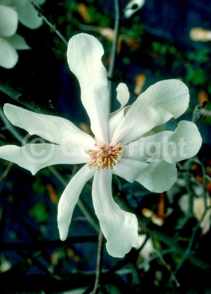 White blooms; Deciduous; Broadleaf