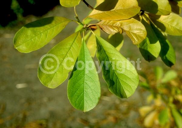 White blooms; Deciduous; Broadleaf